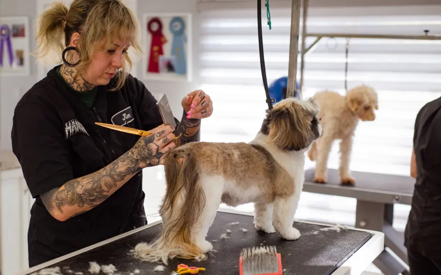 A groomer scissoring a Shih Tzu on a grooming table