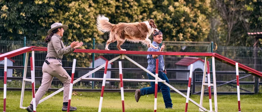 A dog clearing an agility jump between two trainers