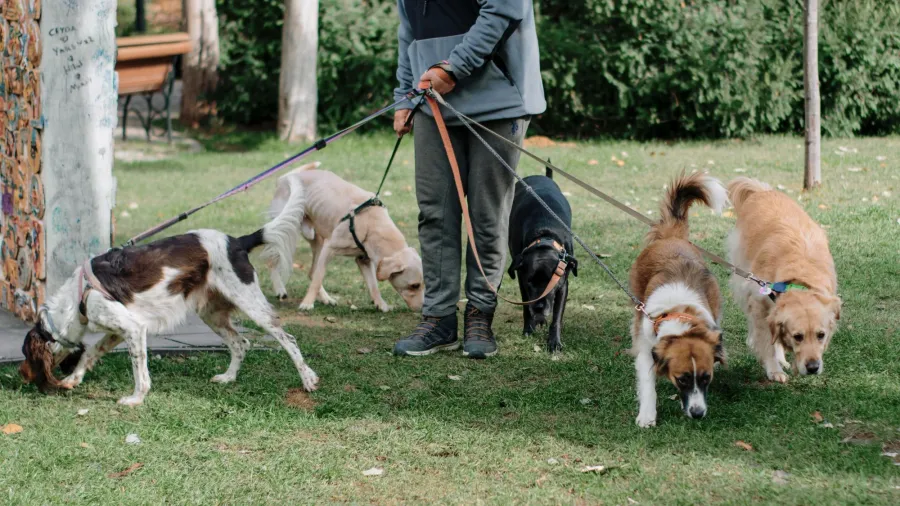 A dog walker leading five dogs across a park
